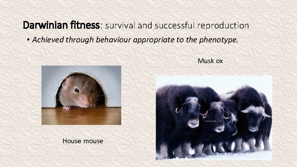 Darwinian fitness: survival and successful reproduction • Achieved through behaviour appropriate to the phenotype.