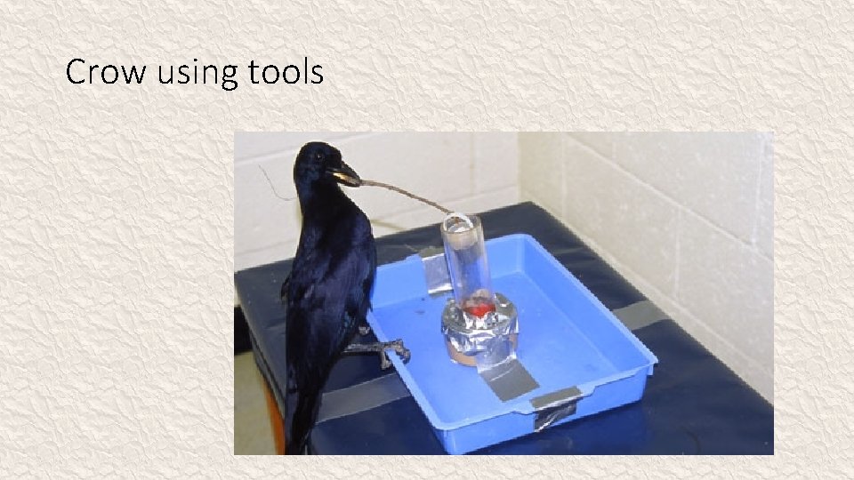 Crow using tools 