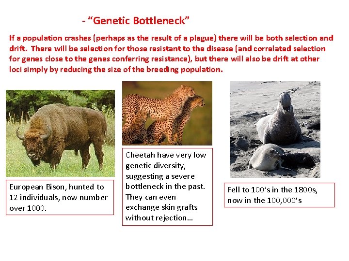 - “Genetic Bottleneck” If a population crashes (perhaps as the result of a plague)