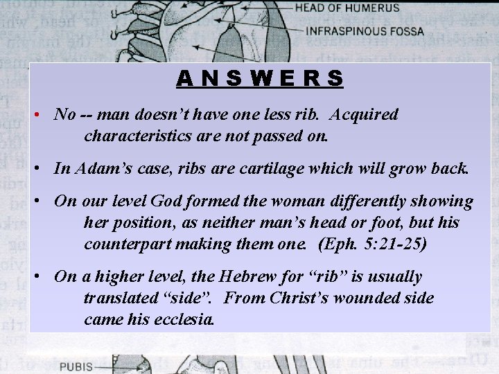 ANSWERS • No -- man doesn’t have one less rib. Acquired characteristics are not