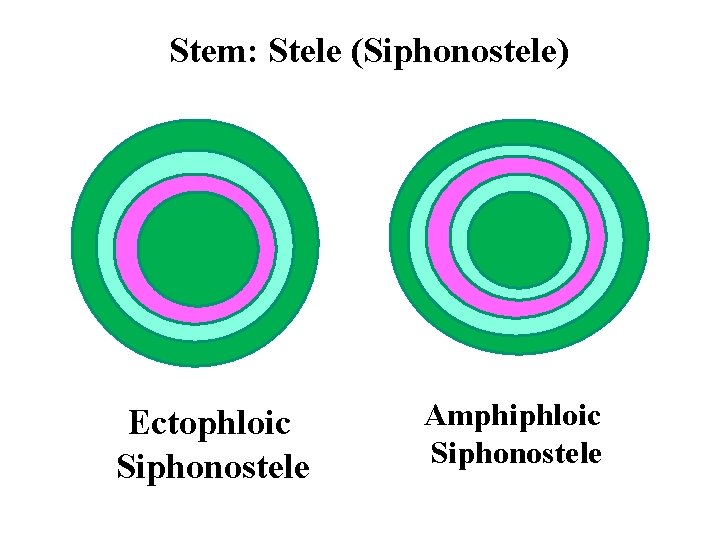 Stem: Stele (Siphonostele) Ectophloic Siphonostele Amphiphloic Siphonostele 