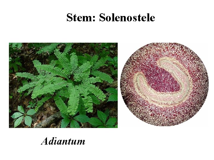 Stem: Solenostele Adiantum 