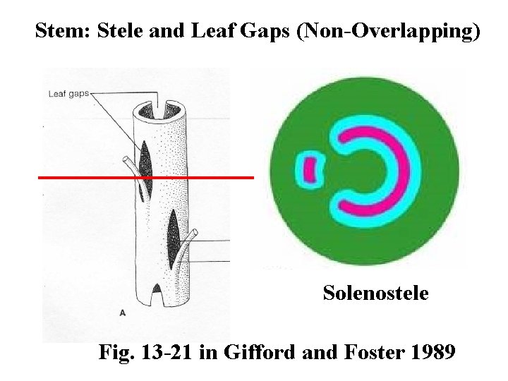 Stem: Stele and Leaf Gaps (Non-Overlapping) Solenostele Fig. 13 -21 in Gifford and Foster