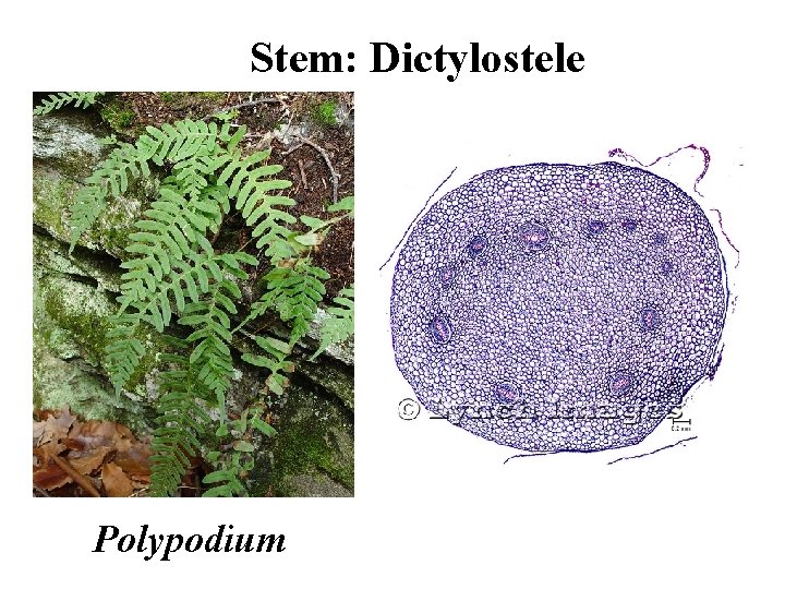 Stem: Dictylostele Polypodium 