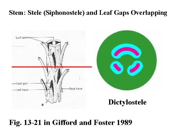 Stem: Stele (Siphonostele) and Leaf Gaps Overlapping Dictylostele Fig. 13 -21 in Gifford and