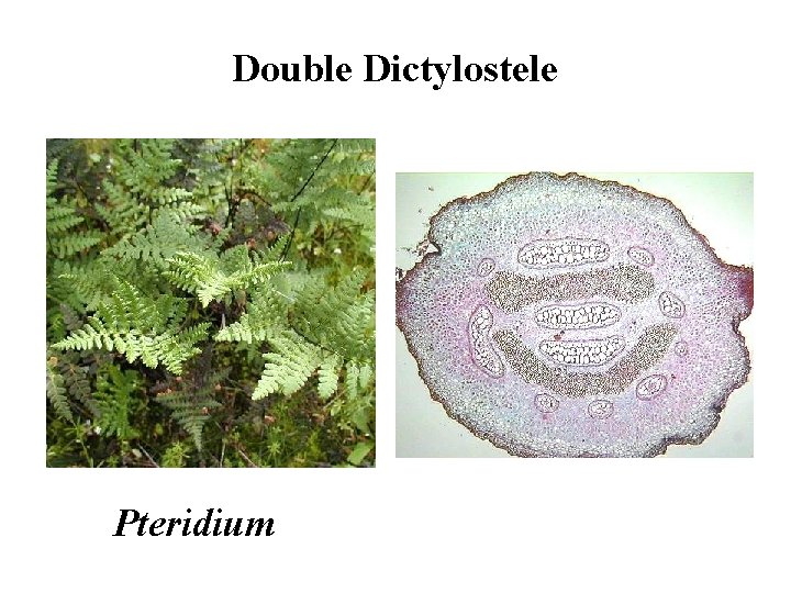 Double Dictylostele Pteridium 