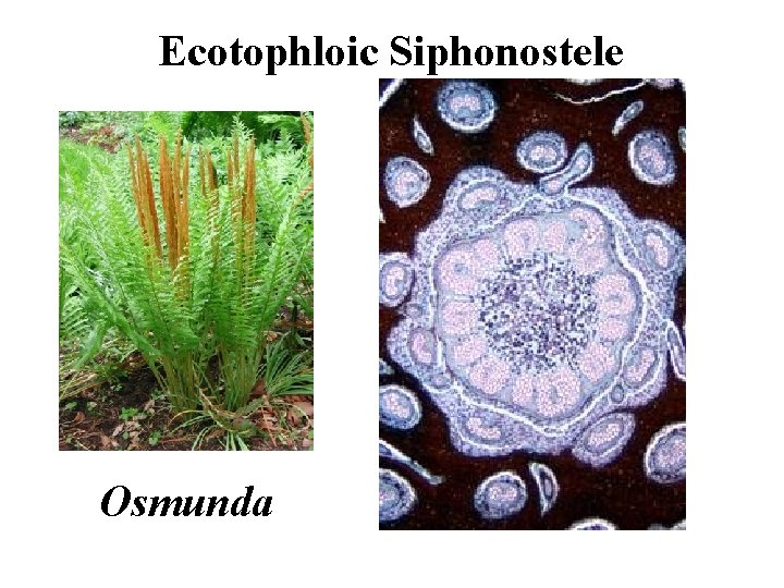 Ecotophloic Siphonostele Osmunda 