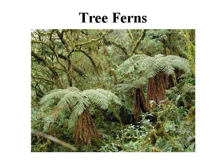 Tree Ferns 