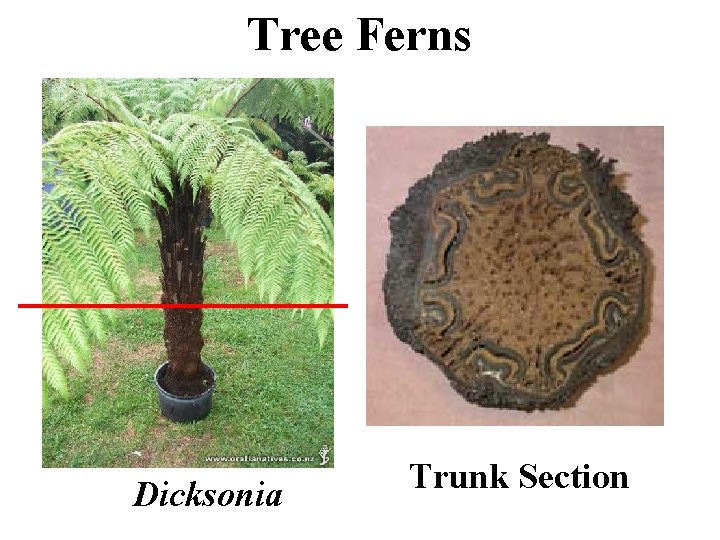 Tree Ferns Dicksonia Trunk Section 