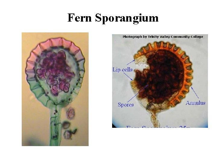 Fern Sporangium 