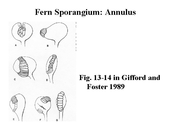 Fern Sporangium: Annulus Fig. 13 -14 in Gifford and Foster 1989 