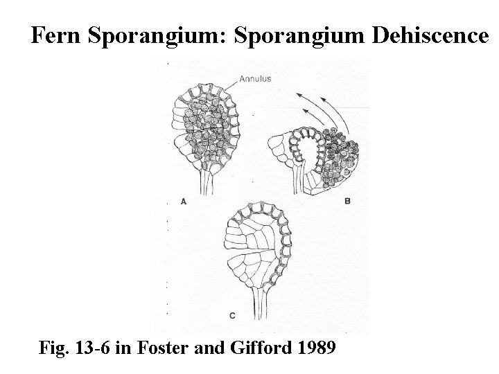 Fern Sporangium: Sporangium Dehiscence Fig. 13 -6 in Foster and Gifford 1989 