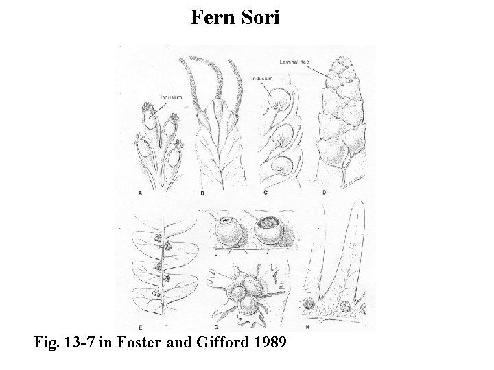 Fern Sori Fig. 13 -7 in Foster and Gifford 1989 