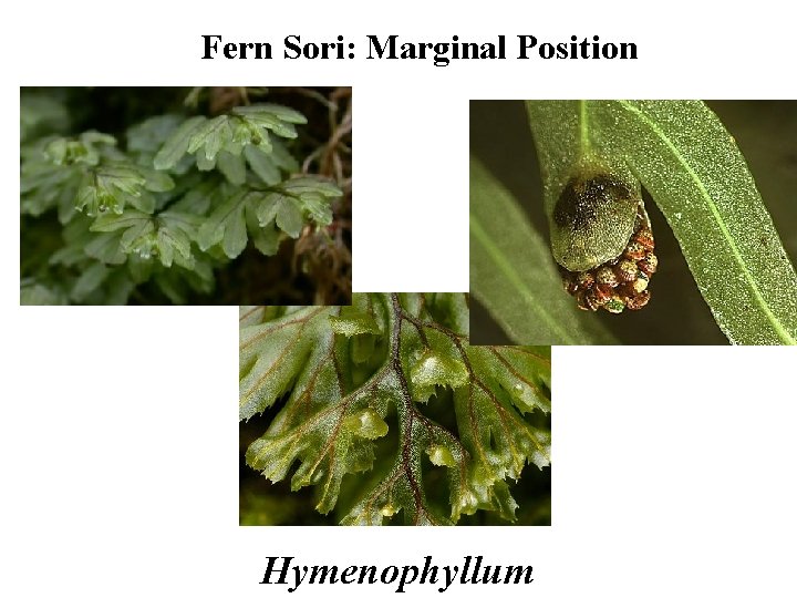 Fern Sori: Marginal Position Hymenophyllum 