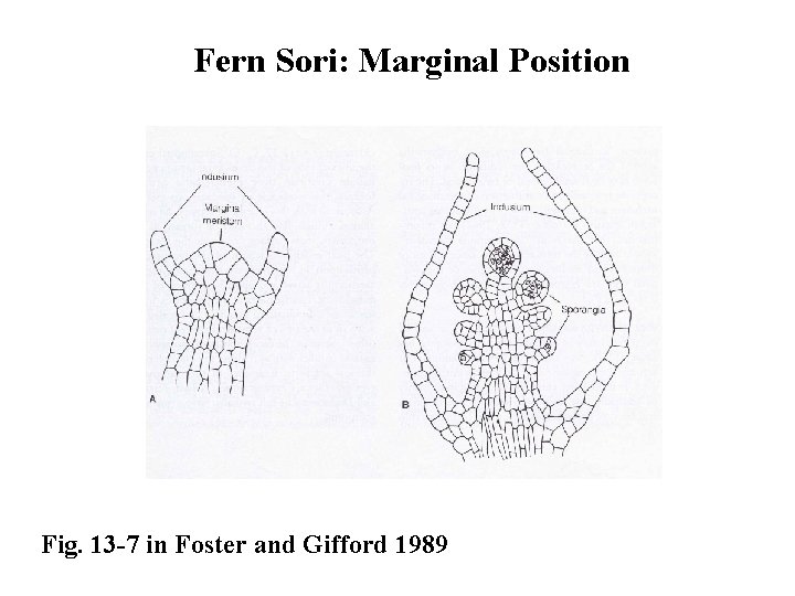 Fern Sori: Marginal Position Fig. 13 -7 in Foster and Gifford 1989 