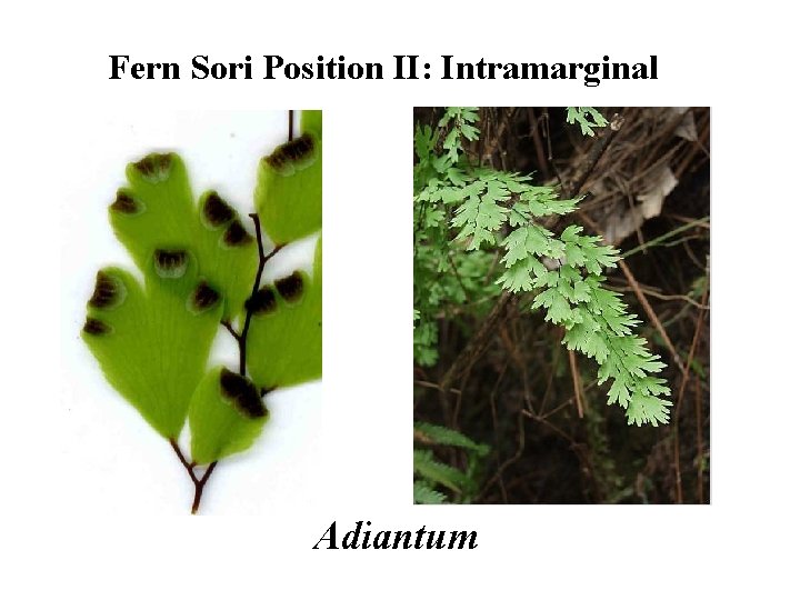Fern Sori Position II: Intramarginal Adiantum 