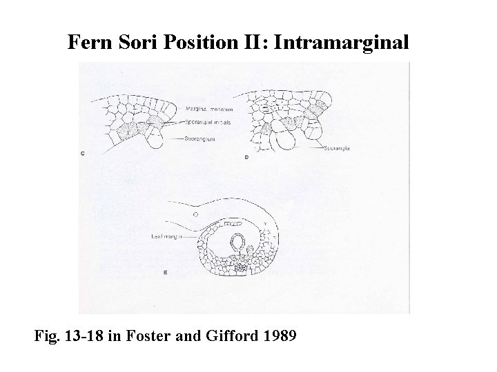 Fern Sori Position II: Intramarginal Fig. 13 -18 in Foster and Gifford 1989 