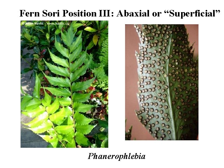 Fern Sori Position III: Abaxial or “Superficial” Phanerophlebia 