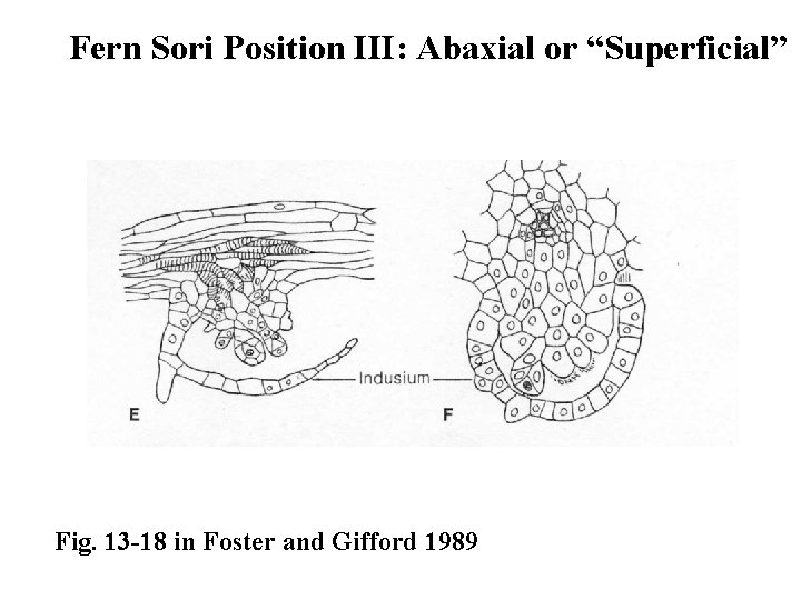 Fern Sori Position III: Abaxial or “Superficial” Fig. 13 -18 in Foster and Gifford