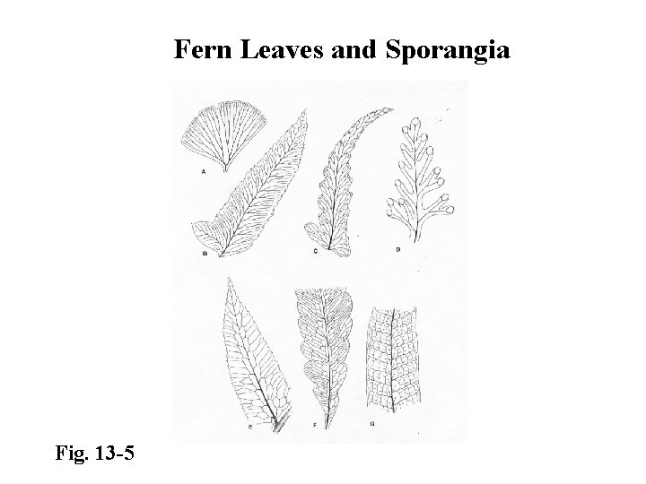 Fern Leaves and Sporangia Fig. 13 -5 
