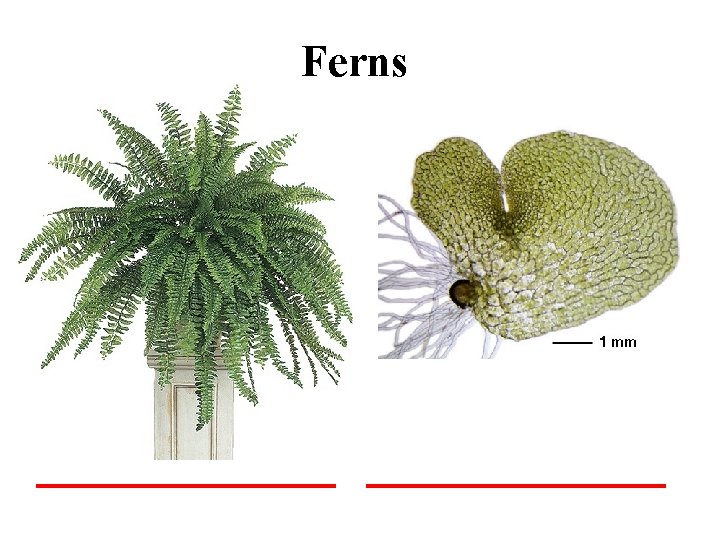 Ferns 