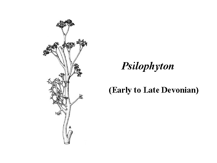 Psilophyton (Early to Late Devonian) 