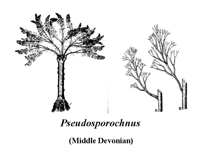 Pseudosporochnus (Middle Devonian) 