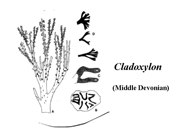 Cladoxylon (Middle Devonian) 