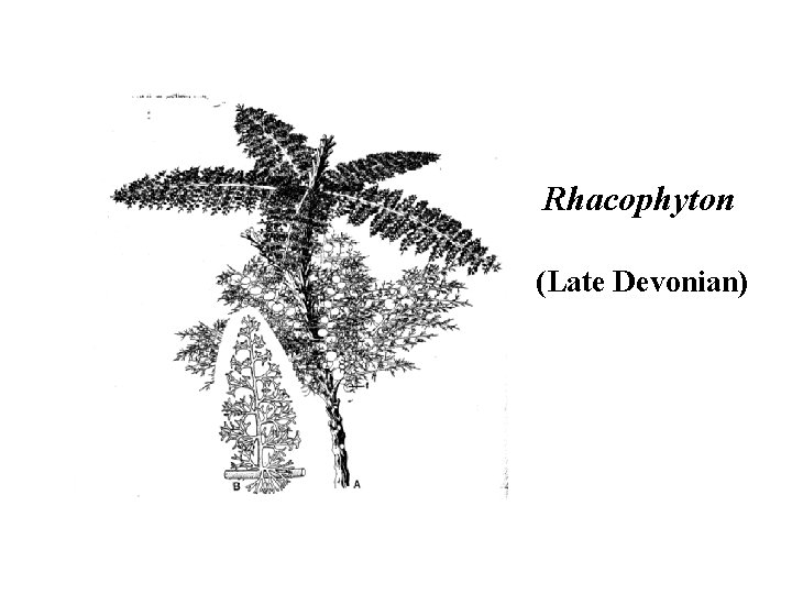 Rhacophyton (Late Devonian) 