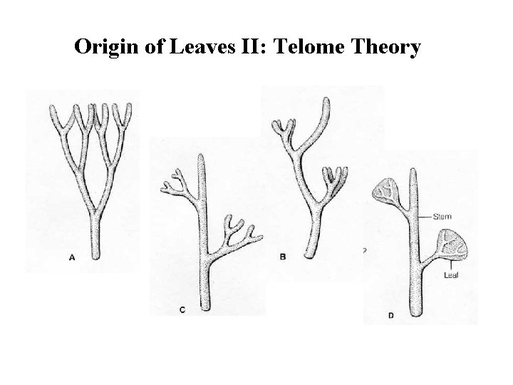 Origin of Leaves II: Telome Theory 
