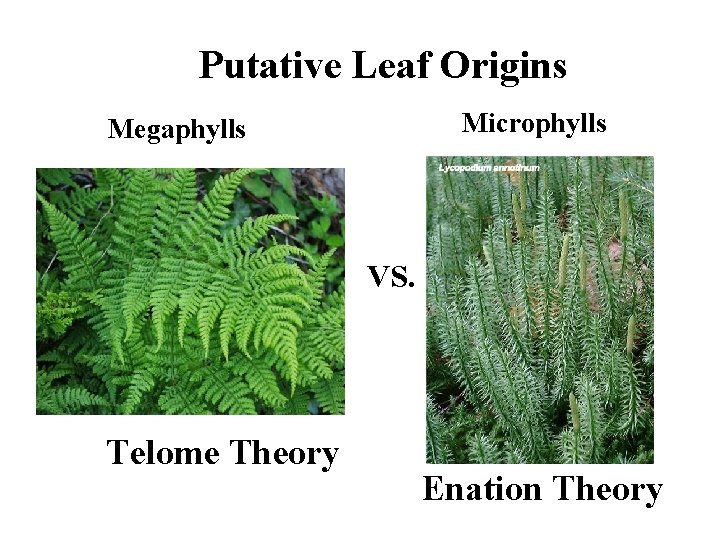 Putative Leaf Origins Microphylls Megaphylls VS. Telome Theory Enation Theory 