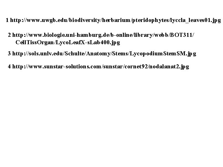 1 http: //www. uwgb. edu/biodiversity/herbarium/pteridophytes/lyccla_leaves 01. jpg 2 http: //www. biologie. uni-hamburg. de/b-online/library/webb/BOT 311/