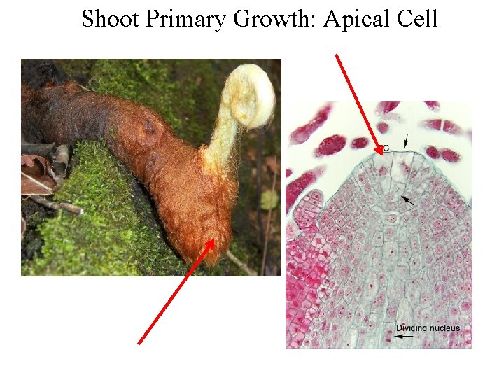 Shoot Primary Growth: Apical Cell 