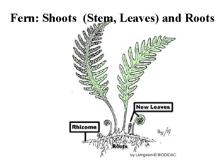 Fern: Shoots (Stem, Leaves) and Roots 