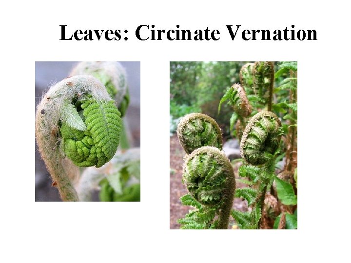 Leaves: Circinate Vernation 