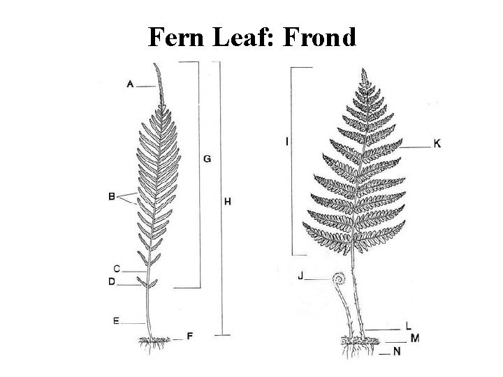 Fern Leaf: Frond 