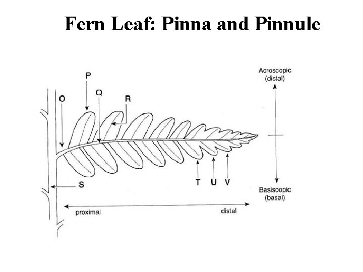 Fern Leaf: Pinna and Pinnule 