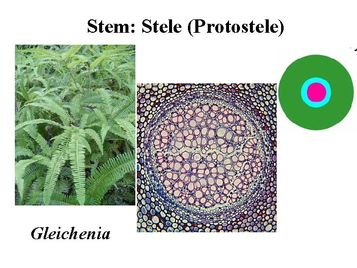 Stem: Stele (Protostele) Gleichenia 