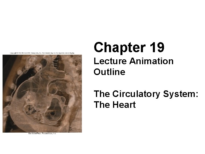 Chapter 19 Lecture Animation Outline The Circulatory System: The Heart 