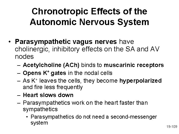 Chronotropic Effects of the Autonomic Nervous System • Parasympathetic vagus nerves have cholinergic, inhibitory