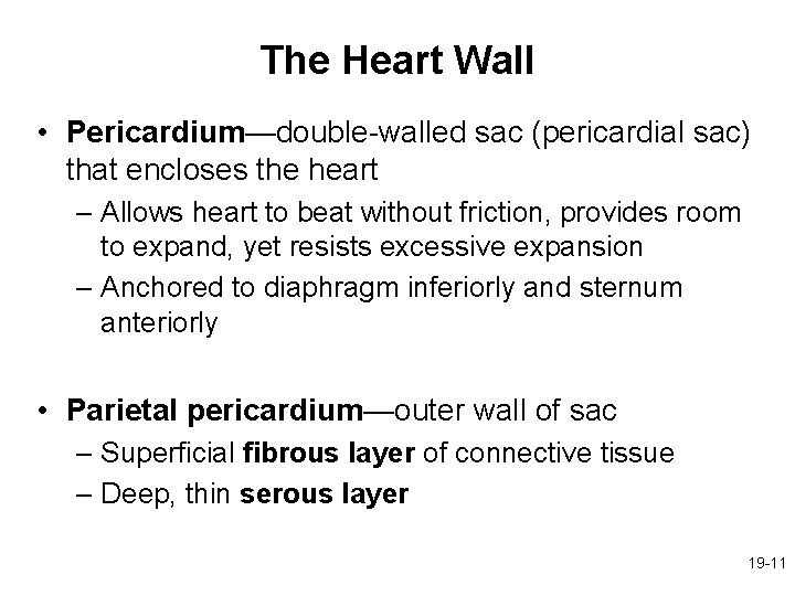 The Heart Wall • Pericardium—double-walled sac (pericardial sac) that encloses the heart – Allows