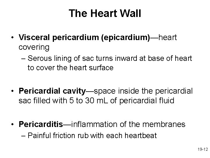 The Heart Wall • Visceral pericardium (epicardium)—heart covering – Serous lining of sac turns