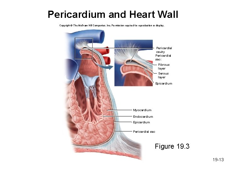 Pericardium and Heart Wall Copyright © The Mc. Graw-Hill Companies, Inc. Permission required for