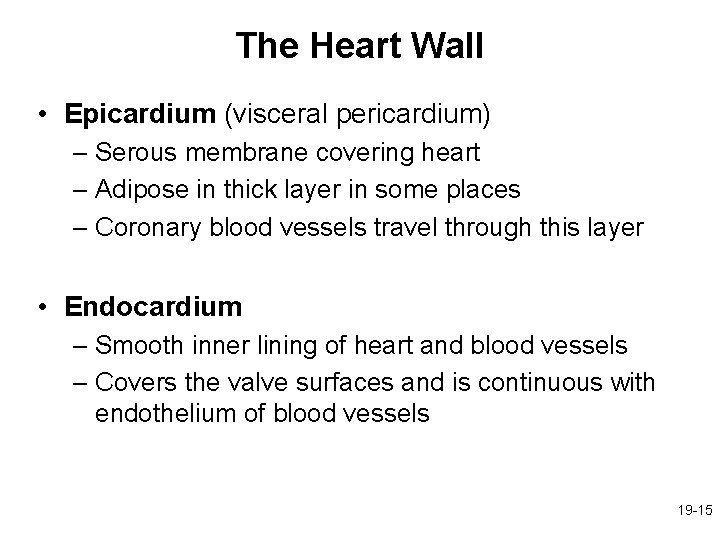 The Heart Wall • Epicardium (visceral pericardium) – Serous membrane covering heart – Adipose