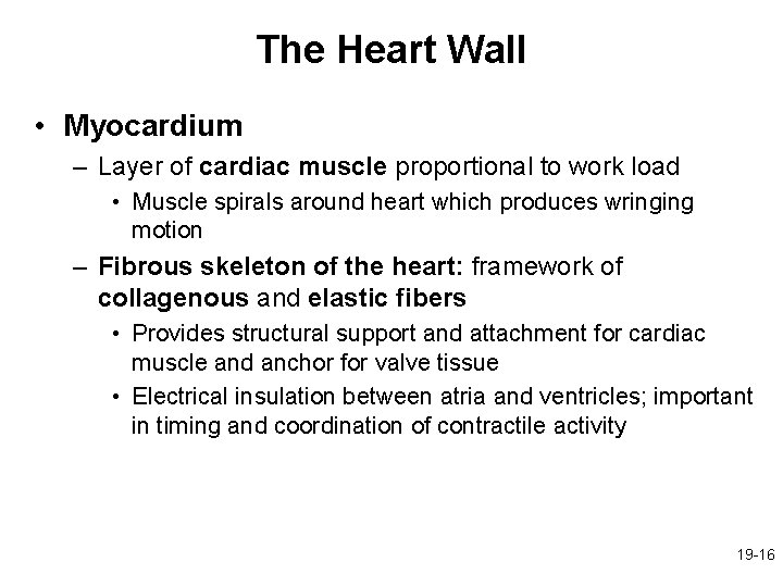 The Heart Wall • Myocardium – Layer of cardiac muscle proportional to work load