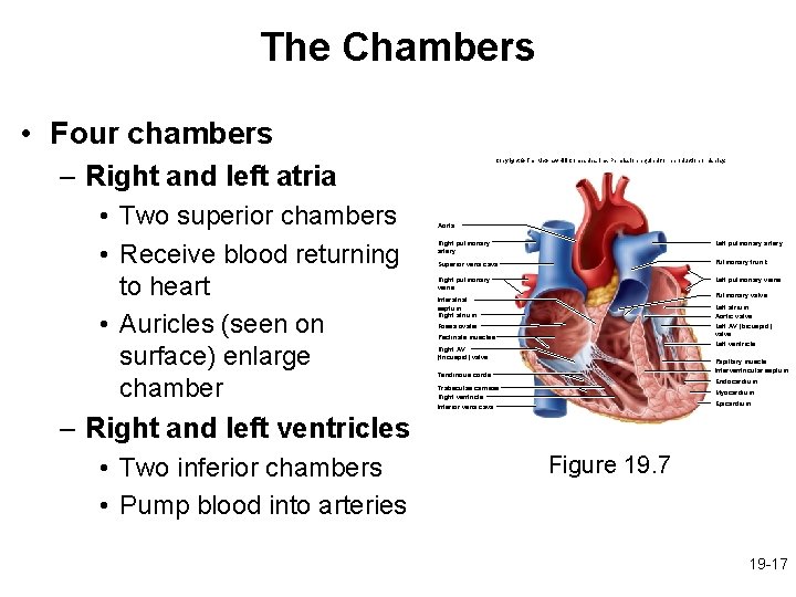 The Chambers • Four chambers Copyright © The Mc. Graw-Hill Companies, Inc. Permission required