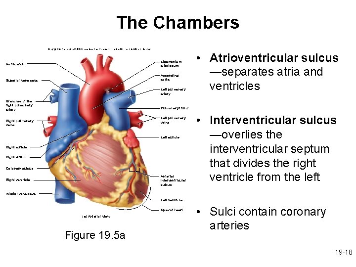 The Chambers Copyright © The Mc. Graw-Hill Companies, Inc. Permission required for reproduction or