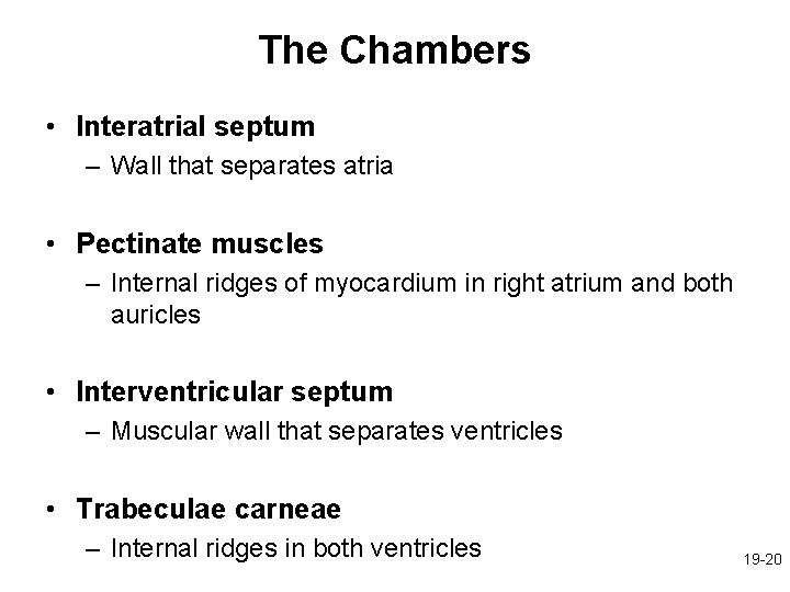 The Chambers • Interatrial septum – Wall that separates atria • Pectinate muscles –