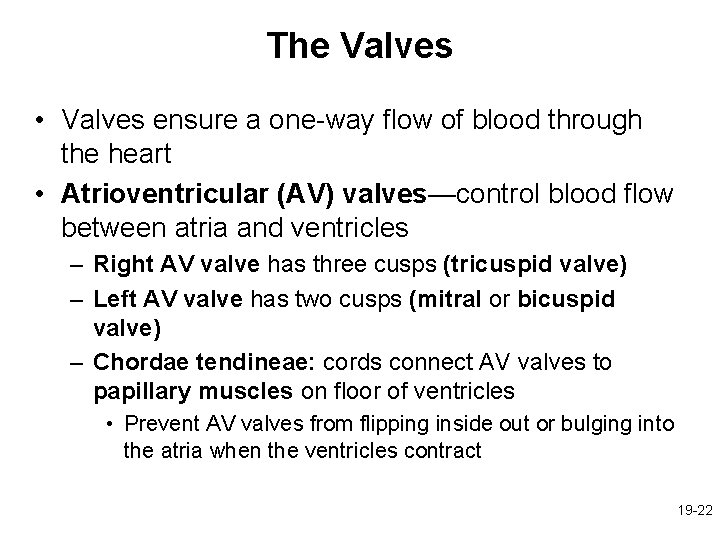 The Valves • Valves ensure a one-way flow of blood through the heart •