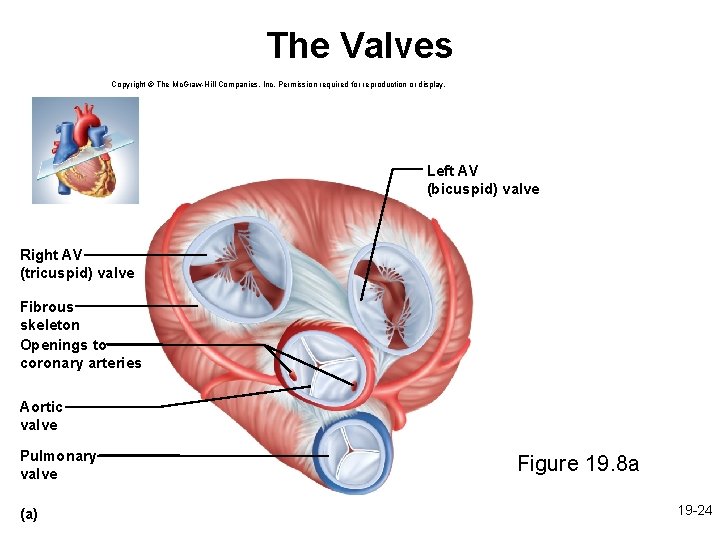 The Valves Copyright © The Mc. Graw-Hill Companies, Inc. Permission required for reproduction or